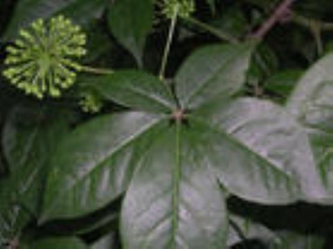 Siberian Ginseng P.E.